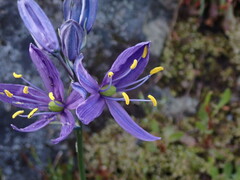 Camassia quamash