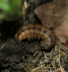 Xestia xanthographa