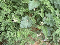 Astragalus nuttallianus