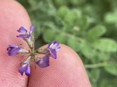 Astragalus nuttallianus