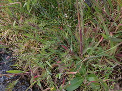 Poa bulbosa