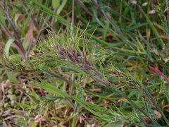 Poa bulbosa