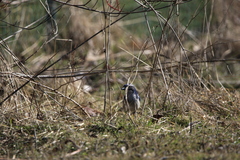 Aphelocoma californica