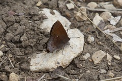 Callophrys henrici