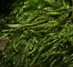 Scleropodium cespitans