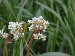 Micranthes integrifolia