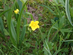 Ranunculus occidentalis