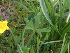 Ranunculus occidentalis