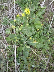 Brassiceae