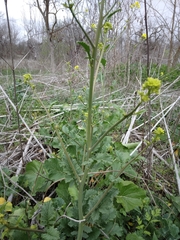 Brassiceae