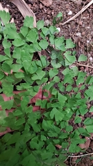 Adiantum