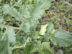 Brassiceae