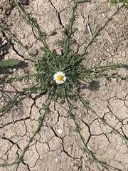 Aphanostephus ramosissimus