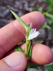 Hexasepalum apiculatum