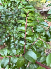 Vaccinium ovatum
