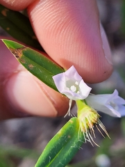 Hexasepalum apiculatum