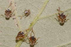 Scolypopa australis