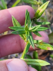 Hexasepalum apiculatum