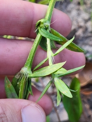 Hexasepalum apiculatum
