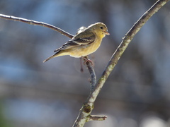 Spinus psaltria