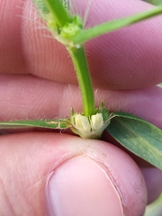 Hexasepalum apiculatum