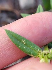 Hexasepalum apiculatum