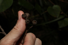 Eucalyptus racemosa