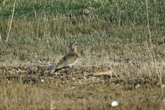 Vanellus chilensis