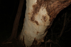 Eucalyptus racemosa