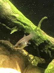 Poecilia wingei