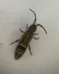 Orchesella cincta
