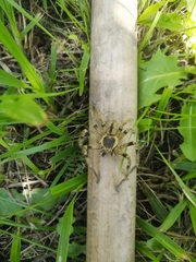 Polybetes pythagoricus