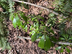Arbutus menziesii