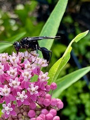 Sphex