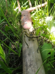 Polybetes pythagoricus