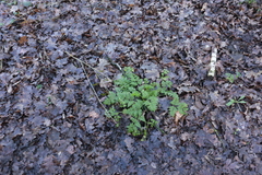 Geranium robertianum