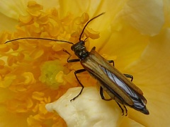 Oedemera femorata