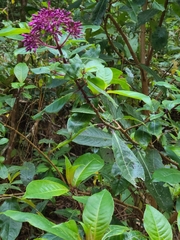 Fuchsia paniculata