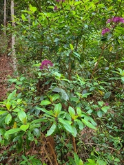 Fuchsia paniculata