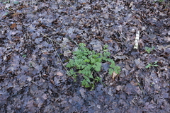 Geranium robertianum