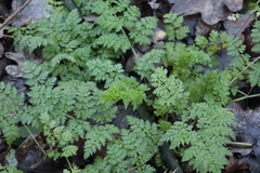 Geranium robertianum
