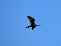 Plegadis falcinellus