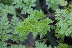 Geranium robertianum