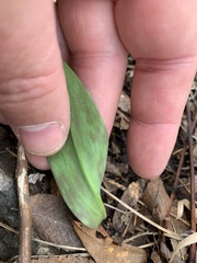 Erythronium albidum