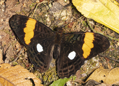 Adelpha leucophthalma