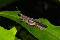 Xiphiola cyanoptera