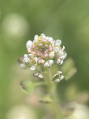Lepidium nitidum