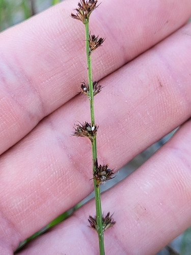 riverswamp nutrush (Scleria hirtella)