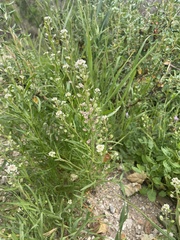 Lepidium nitidum