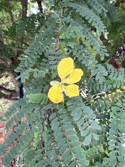 Senna pallida